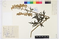 草烏頭藏品圖，第1張