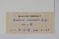 大葉小蘗藏品圖，第2張