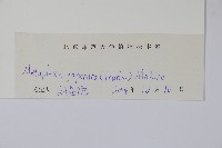 蘿藦藏品圖，第2張