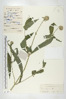 續斷藏品圖，第1張