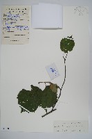 榛樹藏品圖，第1張