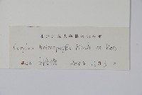 榛樹藏品圖，第2張