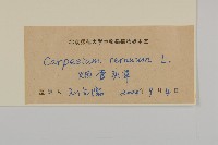 杓兒菜藏品圖，第3張