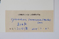 老君須藏品圖，第2張