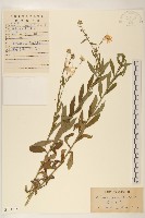 裂葉馬蘭藏品圖，第1張