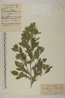 蒼朮、茅朮藏品圖，第1張