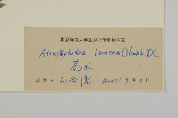 蒼朮、茅朮藏品圖，第3張