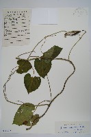 牛皮消藏品圖，第1張