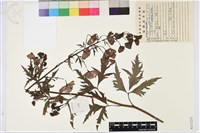 草烏頭藏品圖，第1張