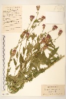 偽泥胡菜藏品圖，第1張