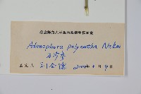 石沙參藏品圖，第2張