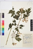 短尾鐵線蓮藏品圖，第1張