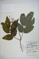 登錄號:S111244藏品圖，第1張