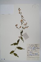 多歧沙參藏品圖，第1張