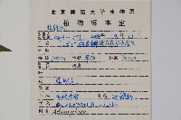 多歧沙參藏品圖，第2張