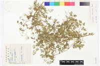 芹葉鐵線蓮藏品圖，第1張