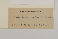 翠菊藏品圖，第2張