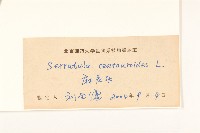 麻花頭藏品圖，第3張