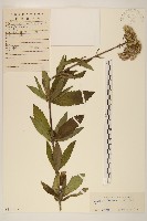 林氏澤蘭藏品圖，第1張