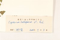 林氏澤蘭藏品圖，第3張