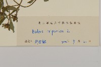 狼把草藏品圖，第3張