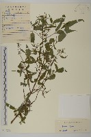 白花鬼針藏品圖，第1張