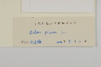 白花鬼針藏品圖，第3張