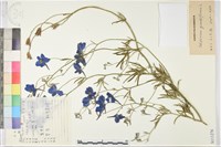 大花飛燕草藏品圖，第1張