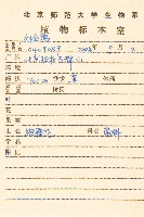 旋覆花藏品圖，第2張