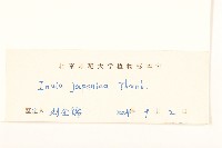 旋覆花藏品圖，第3張