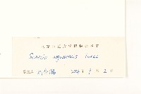 羽葉千里光藏品圖，第3張