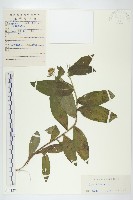 歐亞旋覆花藏品圖，第1張