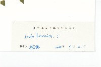 歐亞旋覆花藏品圖，第3張