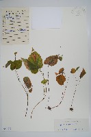 中華秋海棠藏品圖，第1張