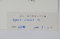 中華秋海棠藏品圖，第2張