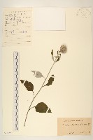山牛旁藏品圖，第1張