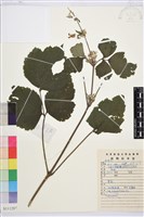 大葉鐵線蓮藏品圖，第1張