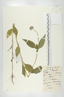 續斷藏品圖，第1張