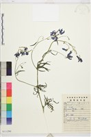 大花飛燕草藏品圖，第1張