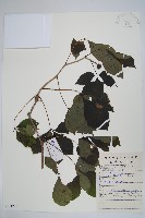 短梗五加藏品圖，第1張