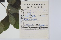 短梗五加藏品圖，第2張