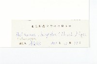 狗娃花藏品圖，第3張