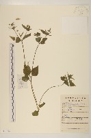 小米菊藏品圖，第1張