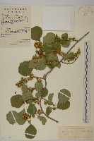 南蛇藤藏品圖，第1張