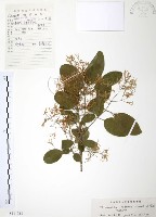 流蘇樹藏品圖，第1張