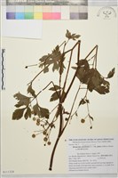 登錄號:S111324藏品圖，第1張