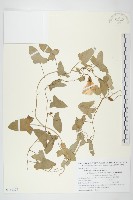 打碗花藏品圖，第1張