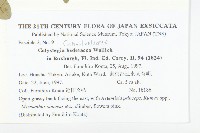 打碗花藏品圖，第2張