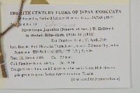 日本賽衛矛、日本假衛矛藏品圖，第2張
