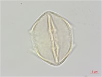 登錄號:S111332藏品圖，第1張